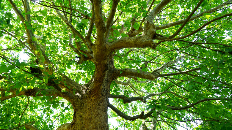 American sycamore in summer