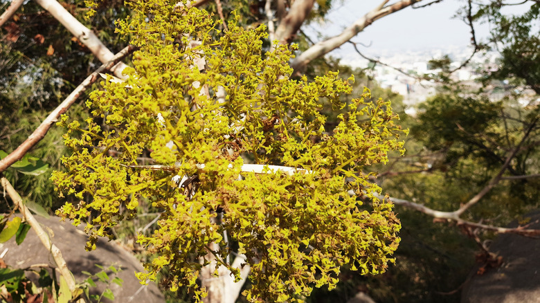 Chinese pistache tree in nature