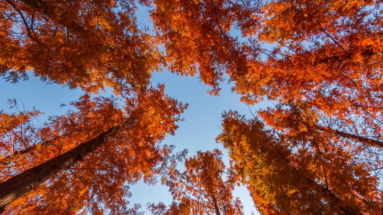 Beneath a canopy of dawn redwoods