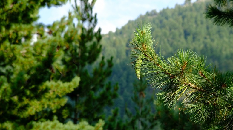 Eastern white pine in nature