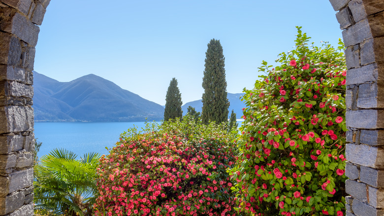 Italian cypress in the background