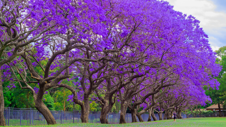 Jacaranda trees in bloom