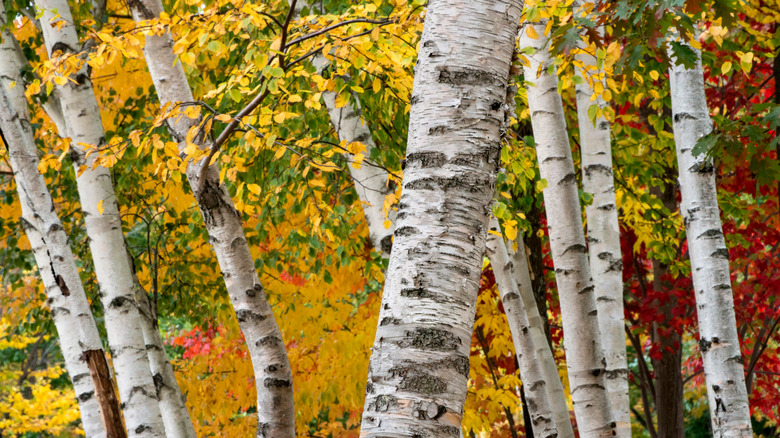 Paper birch trees in autumn