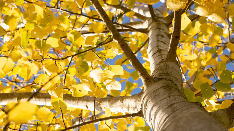 Quaking aspen foliage