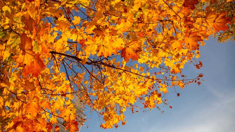 Red maple tree in autumn