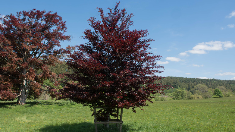 Fully foliated Red Obelisk tree