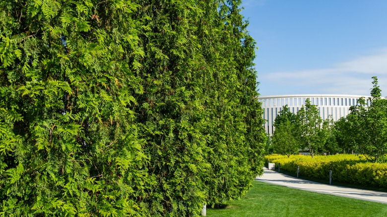 Thuja green giant tree