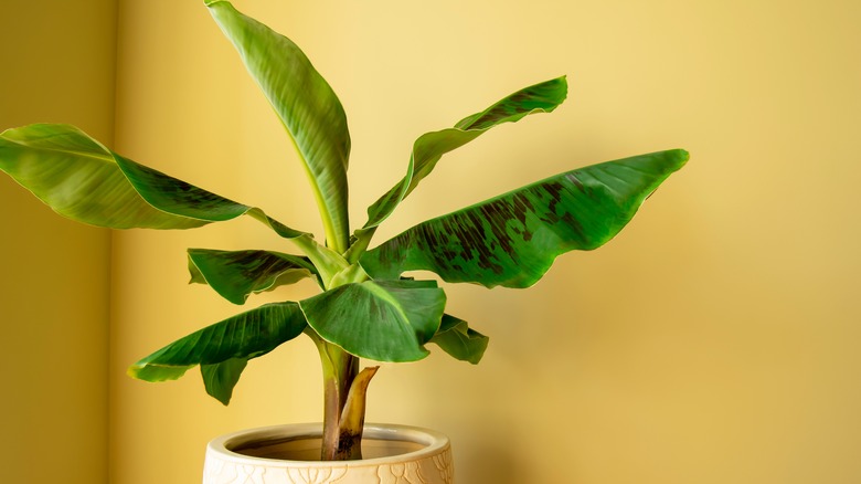 banana tree plant