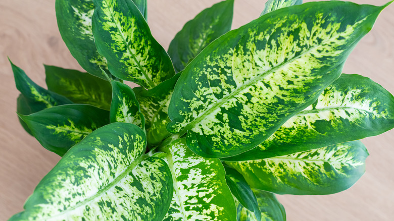 dumb cane plant