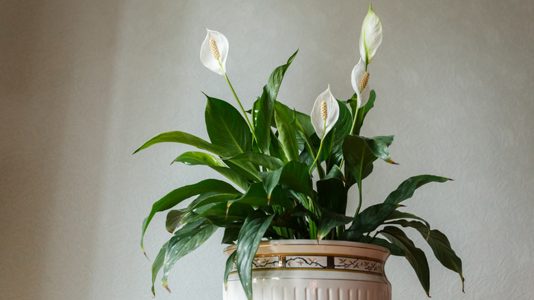 peace lily plant