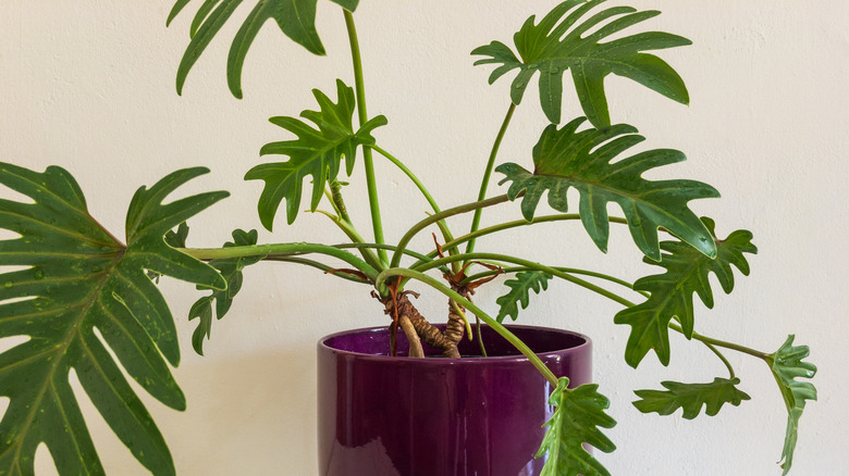 philodendron xanadu plant