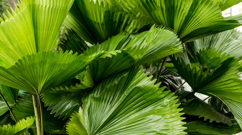 ruffled fan palm