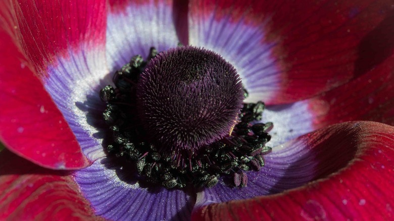 boredeaux anemone flower