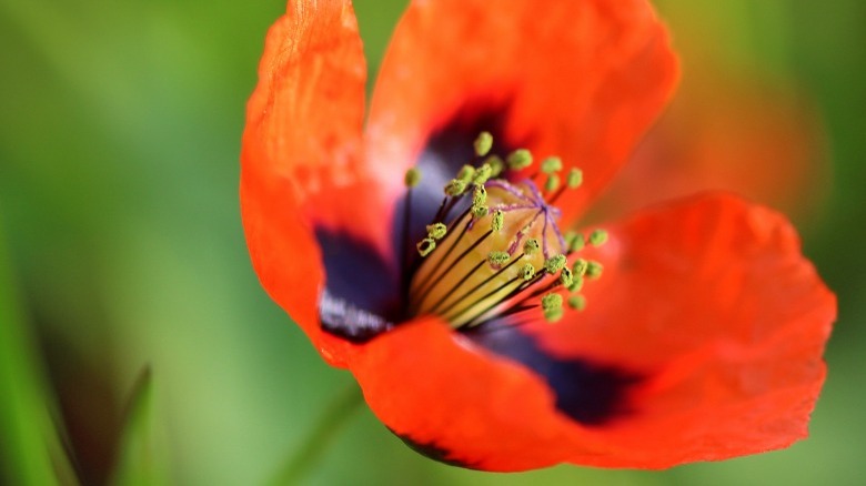 hollandia anemone flower