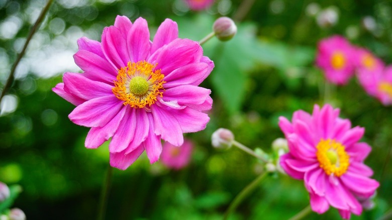 pamina anemone flowers
