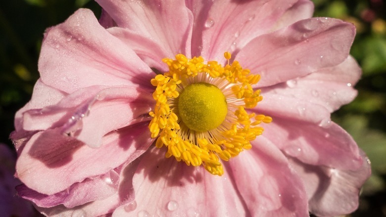 Pocahontas anemone flower
