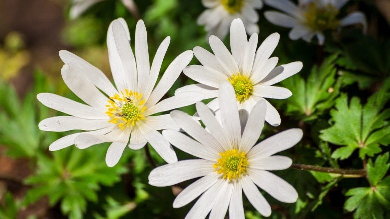 white splendor anemone flowers