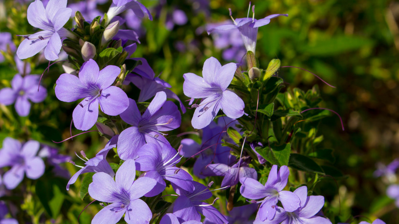 small purple azalea flowers
