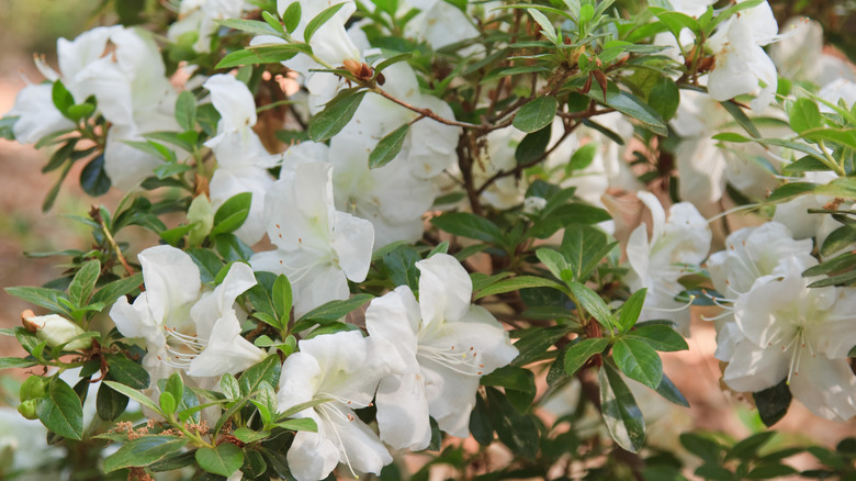 white azalea flowers on shrub