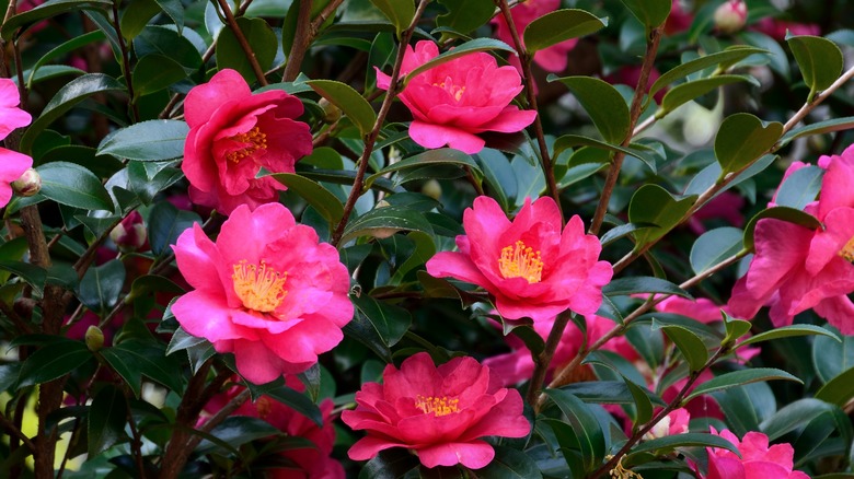 hot pink Cleopatra azalea flowers