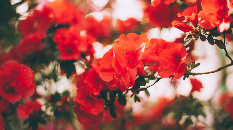 Dark red Fashion azalea flowers