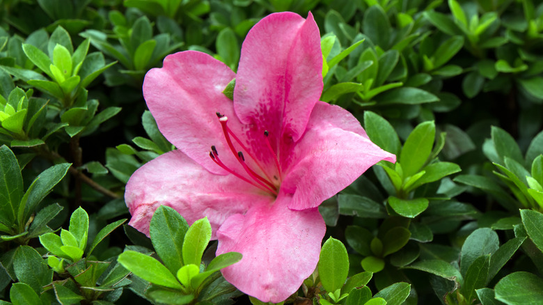 single pink Higasa azalea blossom