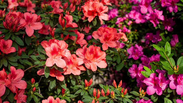 coral and magenta azalea flowers