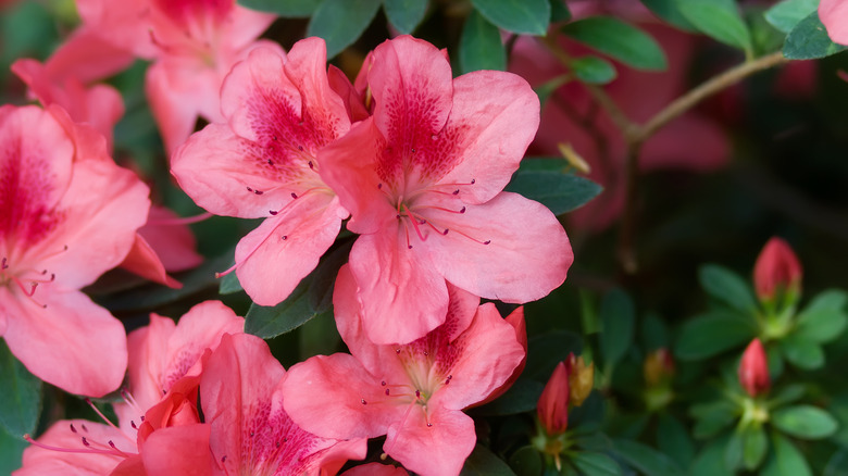 close up pink azalea flowers