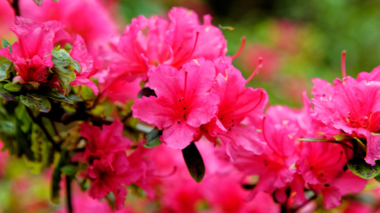 hot pink morning star azalea flowers