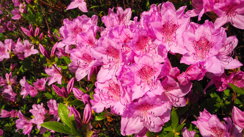 spotted lilac colored azalea blooms