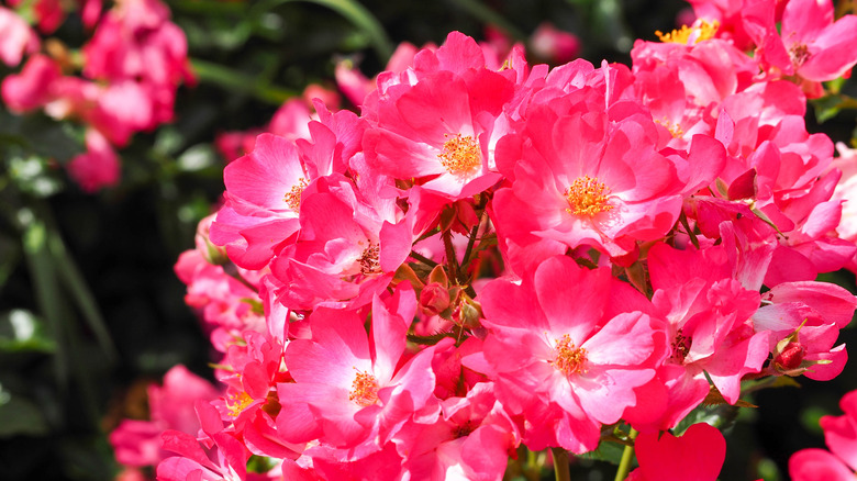 Rosebud azalea flowers in sunlight