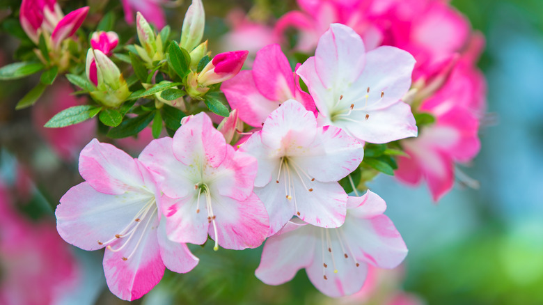 Pink and white variegated azalea flowers 