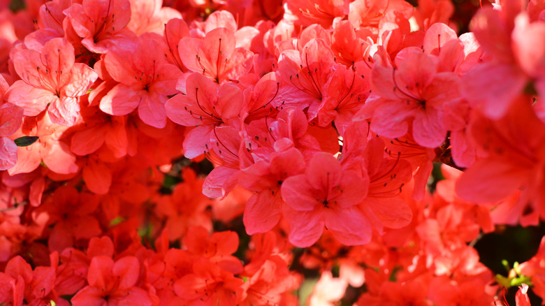 red Stewartstonian azalea flowers