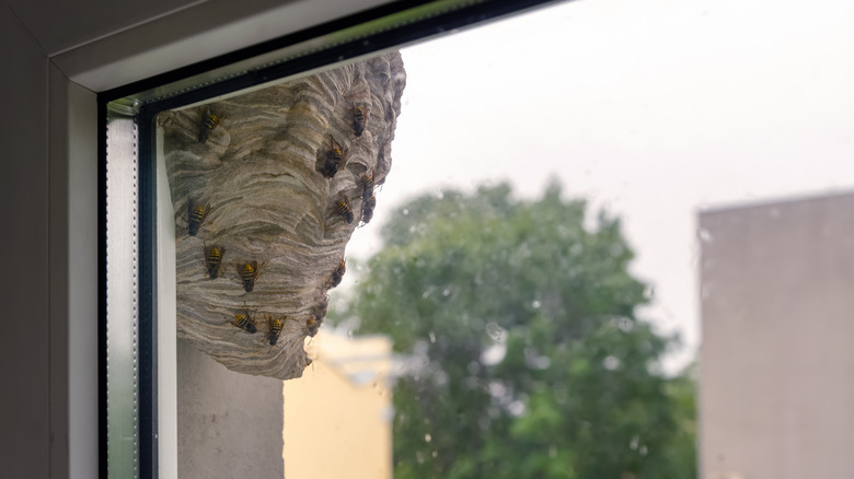 hive hanging close to window
