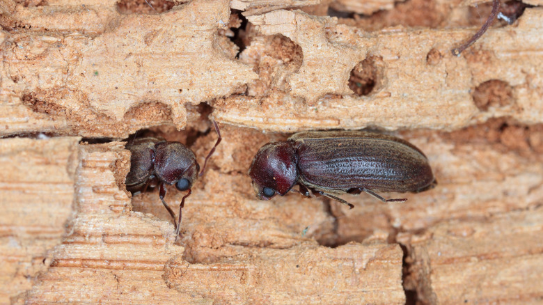 close-up of woodboring beetle