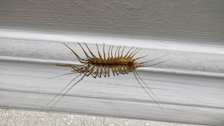 house centipede on the ceiling 