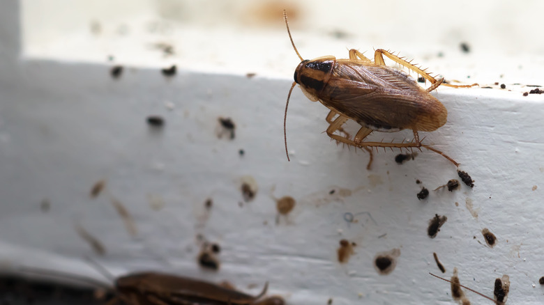 Cockroaches on white wooden surface