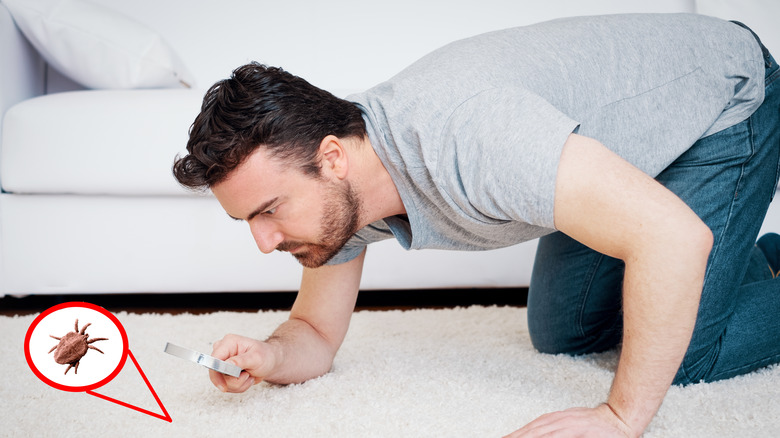 man searching house for dust mites 