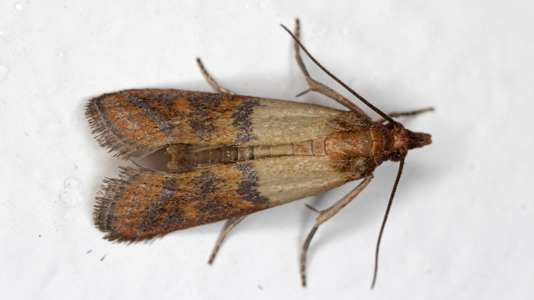 meal moth in focus 