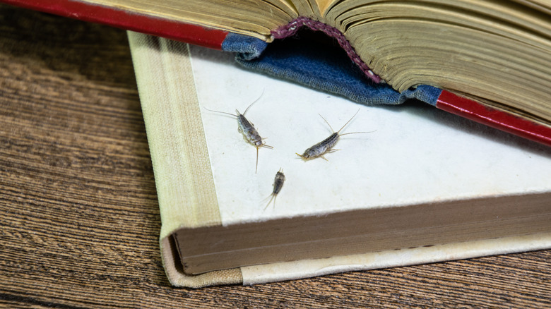 silverfish feeding on paper