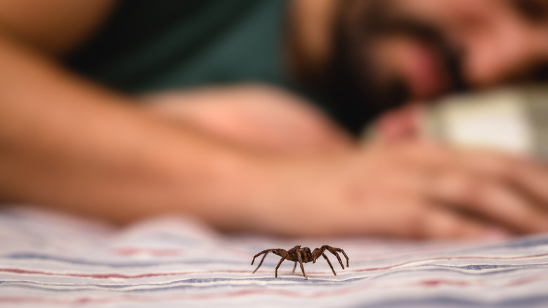 spider over sleeper's arm