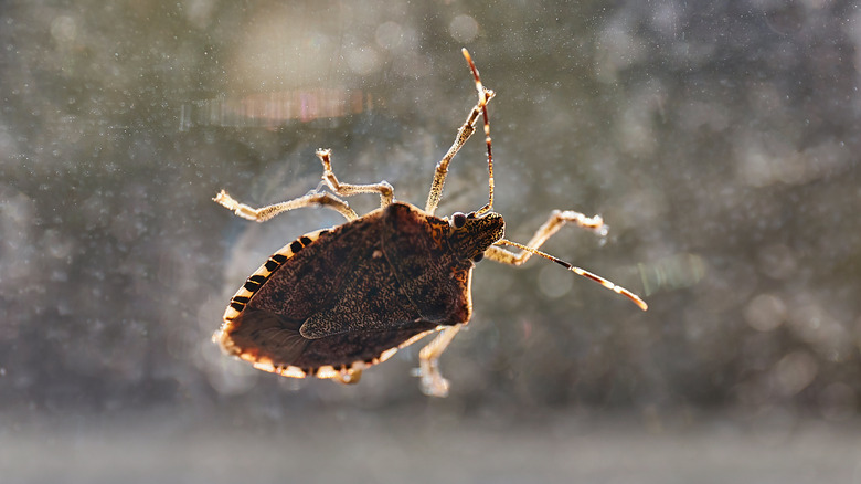 stink bug on window glass 