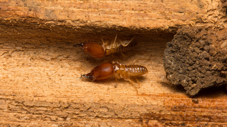 close up shot of termites