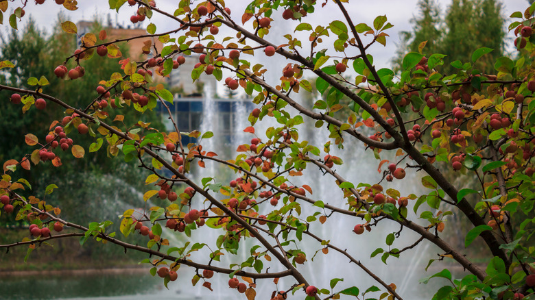 Adams crabapples hanging on a branch