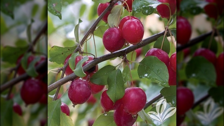 callaway crabapple tree