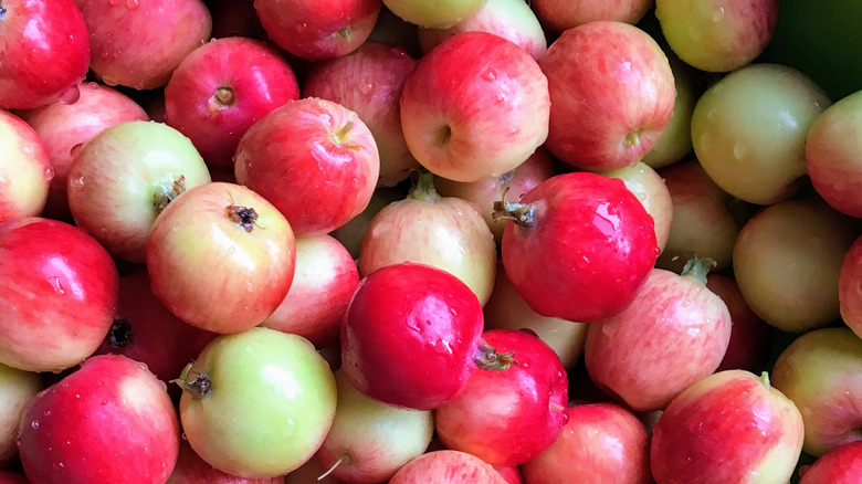 ripe and unripe crabapples