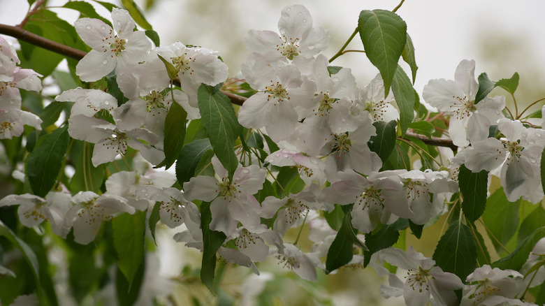 White blossoms and green leaves