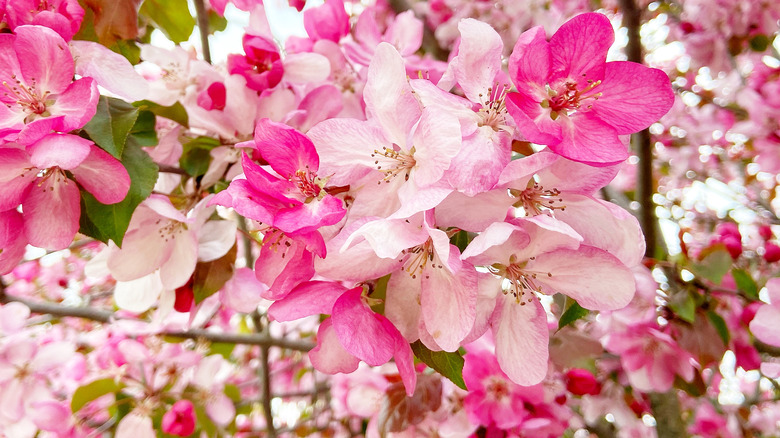 Pink Coralburst crabapple blossoms