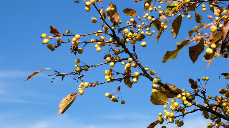 harvest gold crabapple tree branch