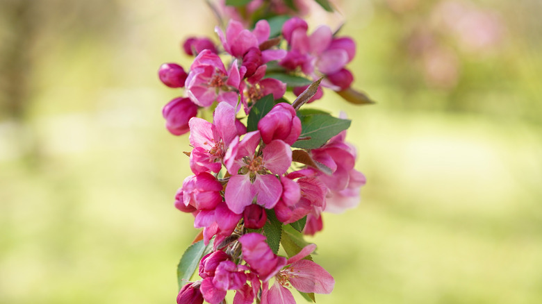 Sprig of pink Hoppa blossoms 